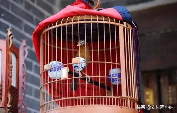 画眉鸟好坏,画眉鸟好鸟的特点图