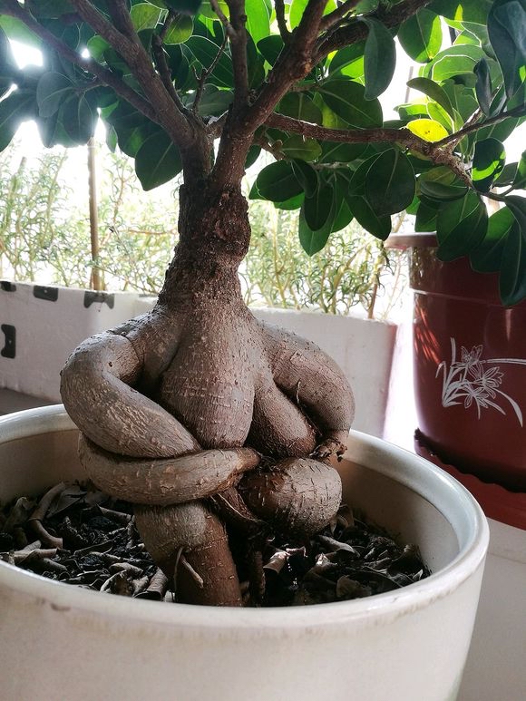 榕树怎么养才能养的叶片绿油油的,榕树盆栽怎么养才能更旺盛