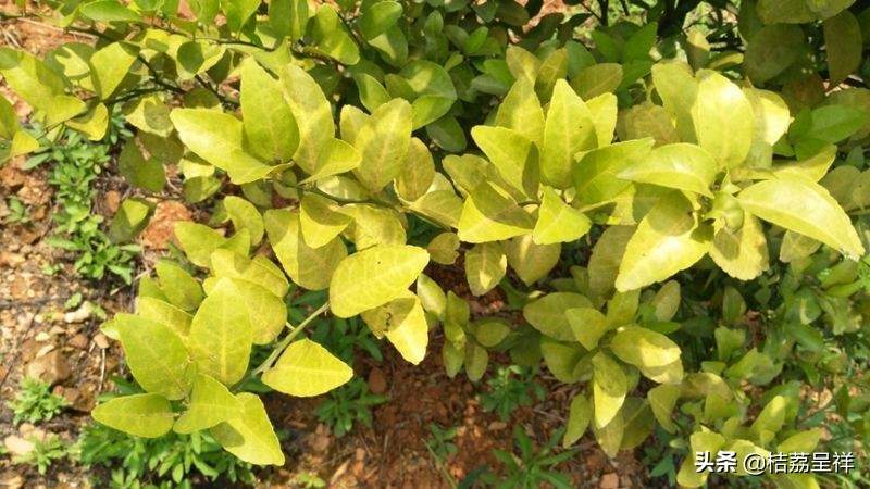 青柑橘如何快速变黄,柑橘怎么防黄叶