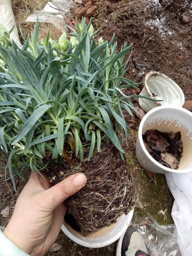 母亲节康乃馨的花语,母亲节的代表人物