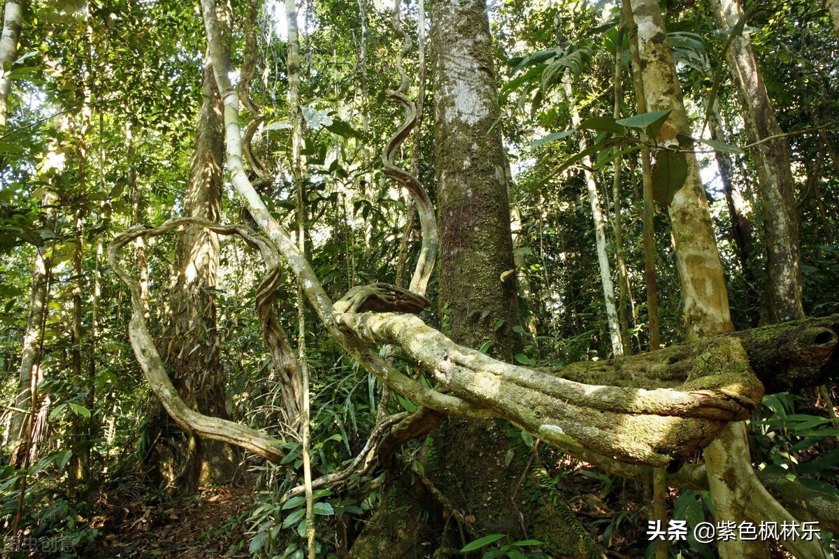 树和藤的深度解析,藤和树为什么会缠在一起