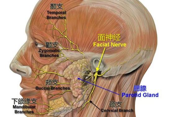 面瘫临床表现的科普视频,科普面瘫多久治疗效果最好