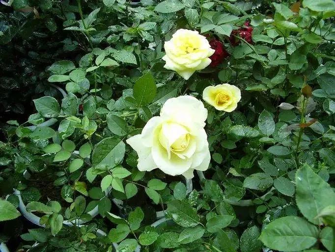 月季杀虫最有效液,什么植物可以帮月季杀虫