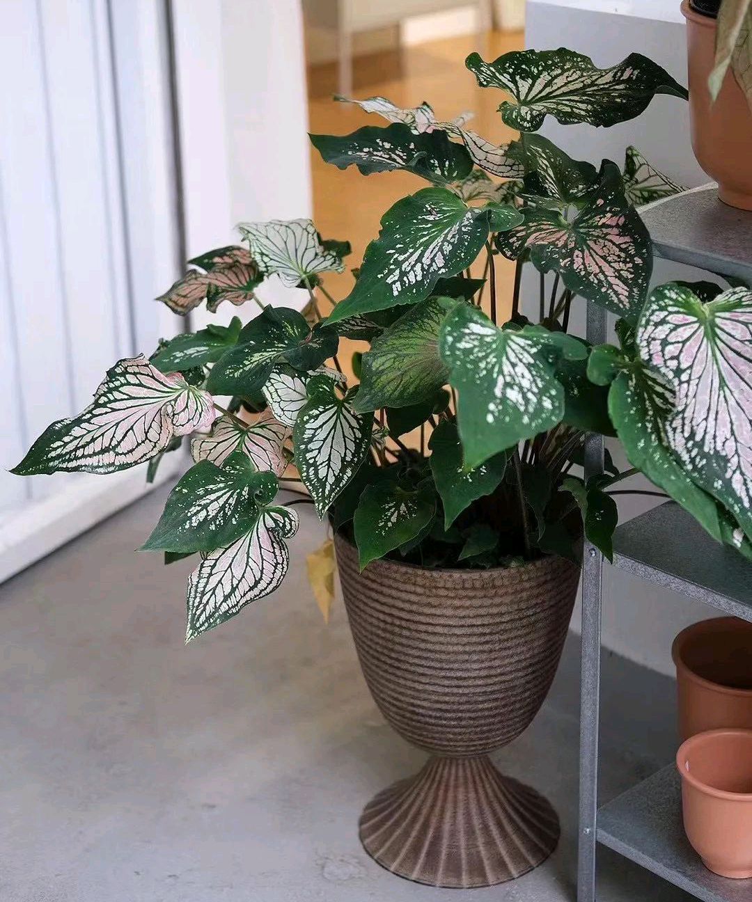 好看又好养的盆花,人养花也养人