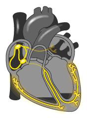 心跳过缓需要做手术安装起搏器吗,心跳过缓有晕厥必须安起搏器吗