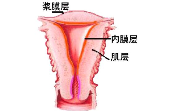 子宫的故事（三）——生命的摇篮（子宫结构）