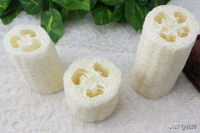 丝瓜养花,老丝瓜籽千万别扔11种用途