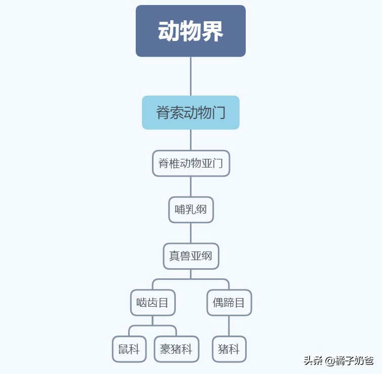 养殖豪猪的风险,豪猪的养殖前景怎样