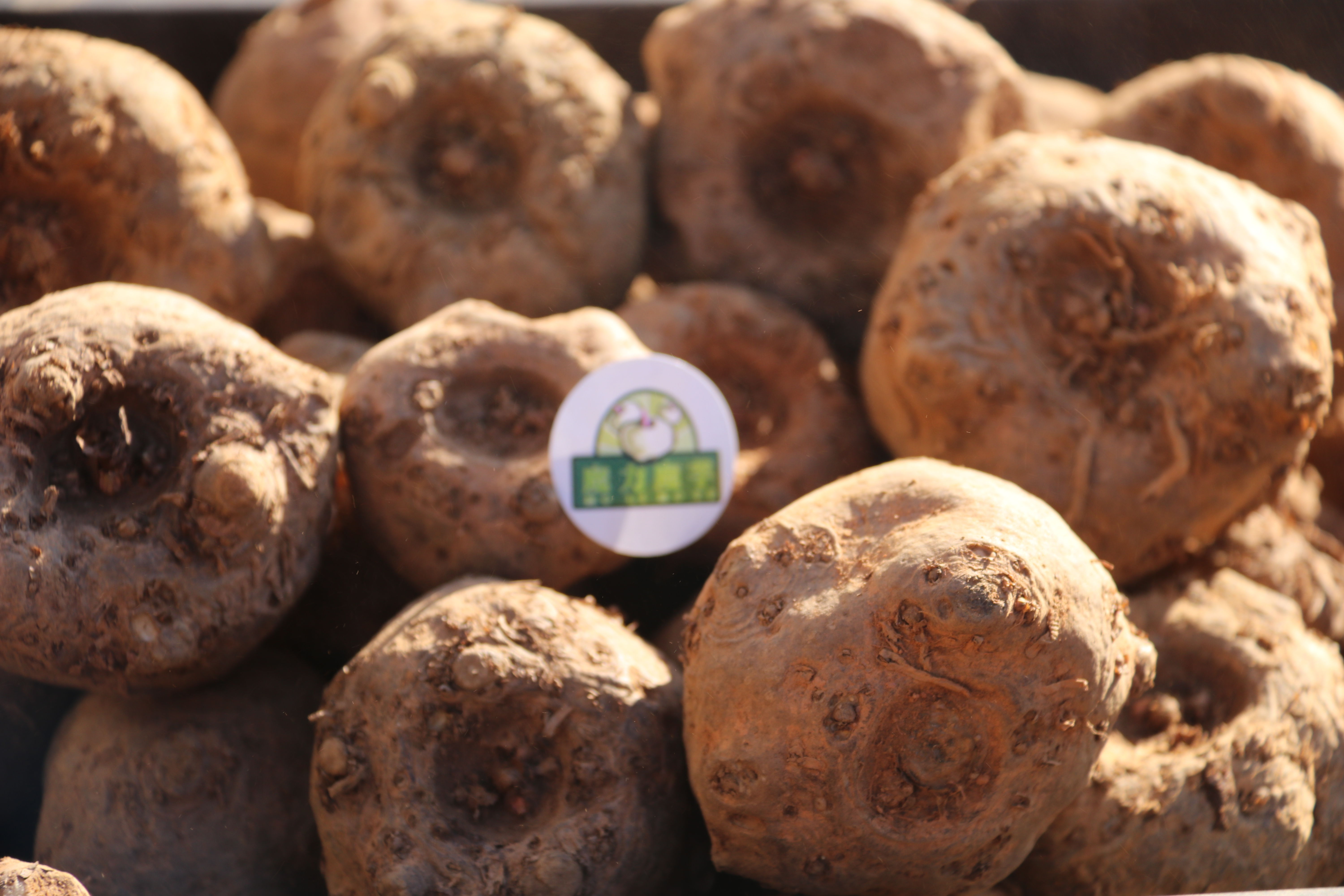 魔芋种植技术每日农经,魔芋种植与收益