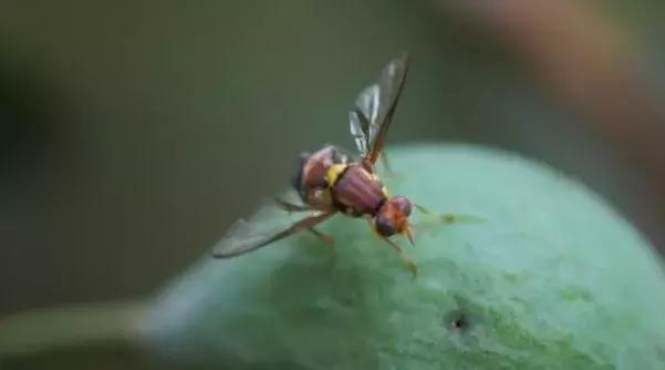 只因带了这些东西，被罚！看完后，澳洲留学生笑了