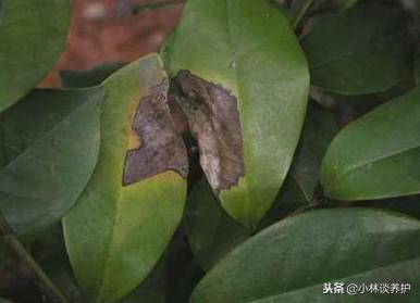 山茶花炭疽病不治会怎么样,山茶花的炭疽病如何治疗