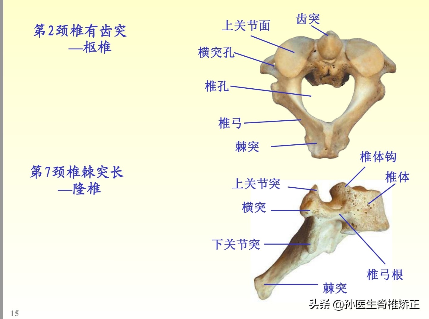解剖学基础ppt完整版,人体系统解剖学ppt完整版