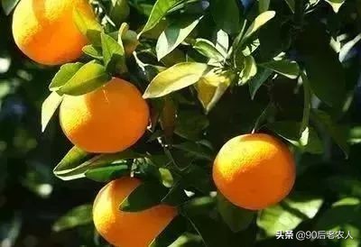 矿物油植物精油,有机硅助剂和精油区别