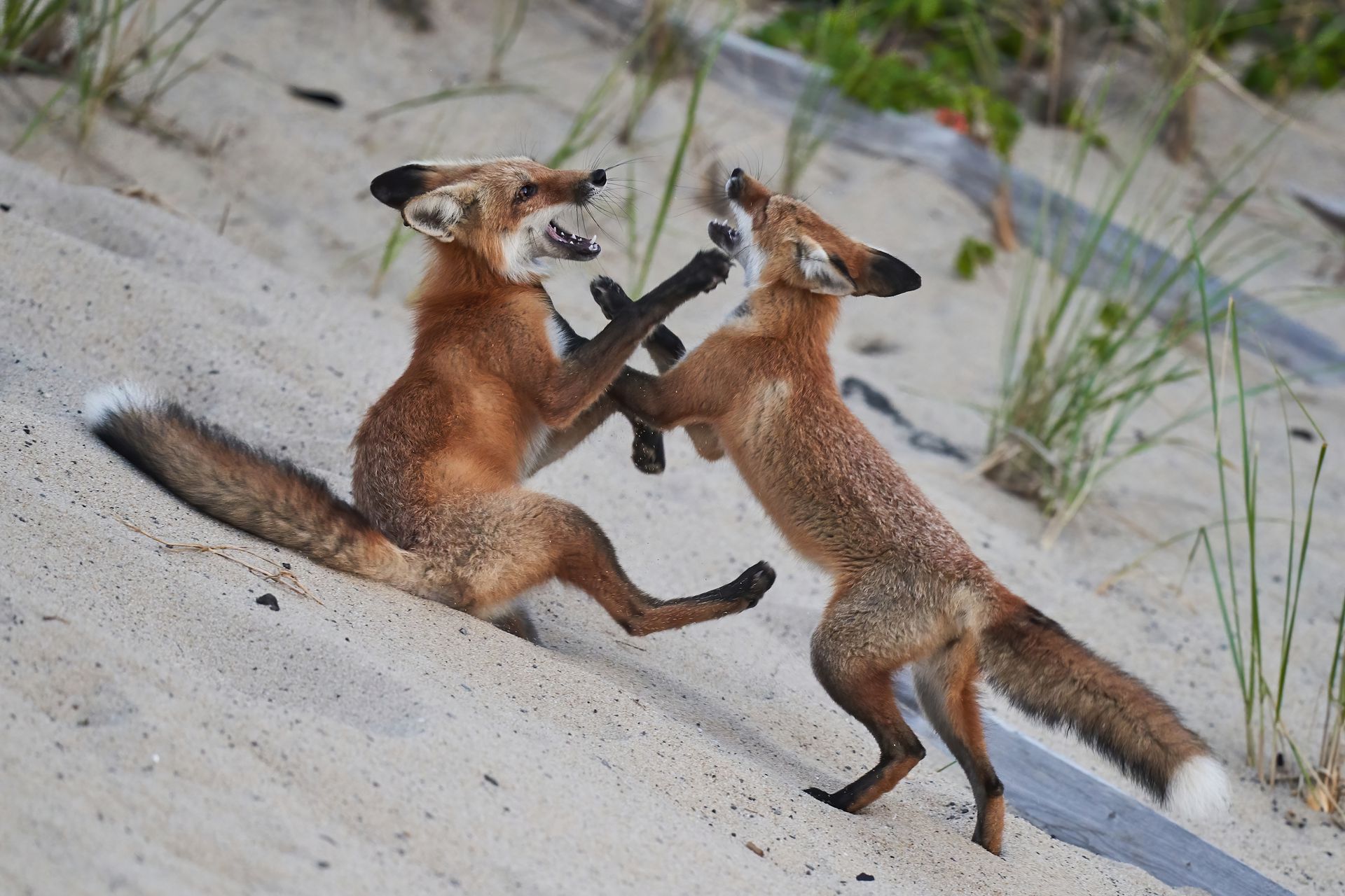 棕熊打各种熊和各种动物画面,动物和熊斗的视频