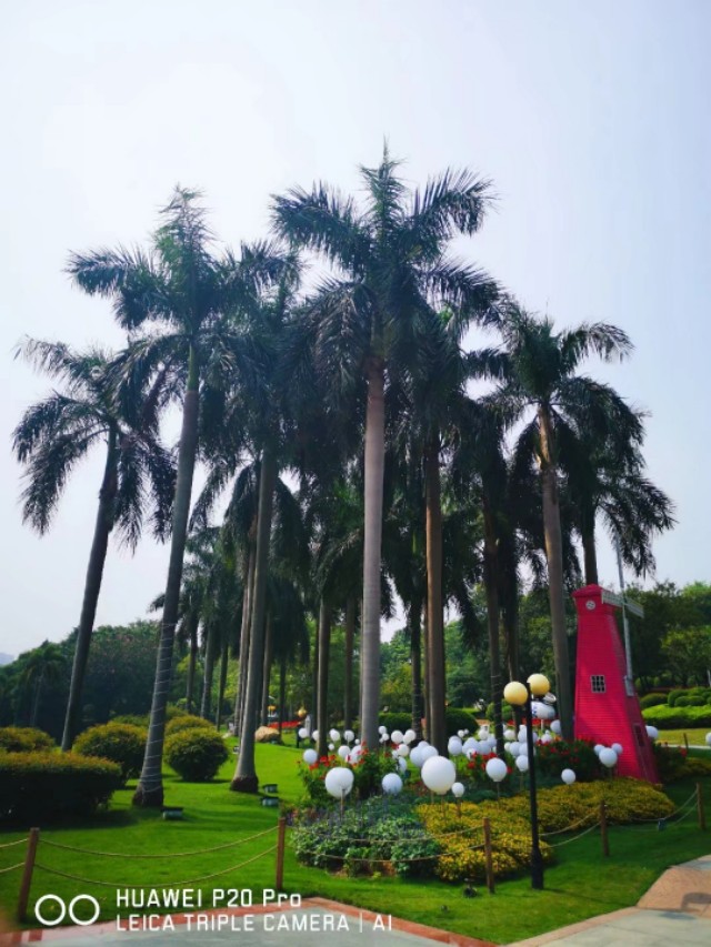 广州云台花园花展,广州云台花园咋样