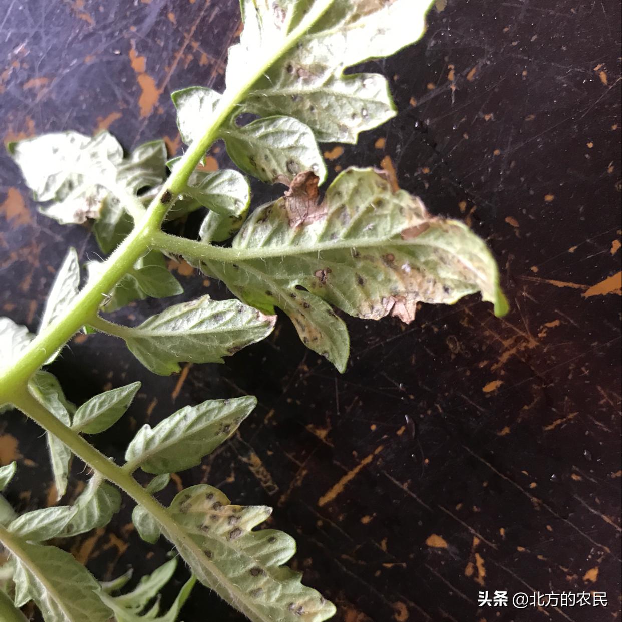 番茄灰叶斑病发病原因,番茄斑枯病与灰叶斑病区别