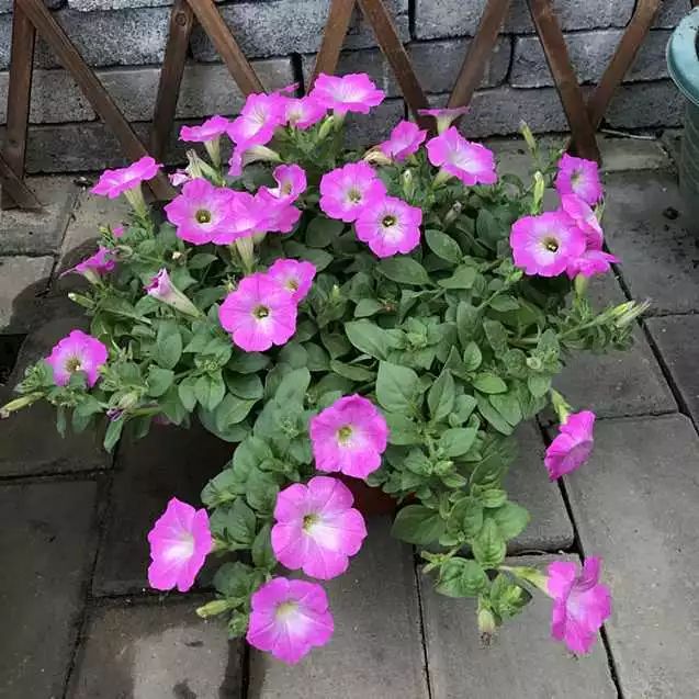 矮牵牛适合什么温度播种,矮牵牛适合在什么季节播种