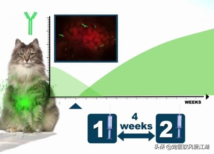犬猫弓形虫抗体定量检测卡,猫抗体检测怎样算合格