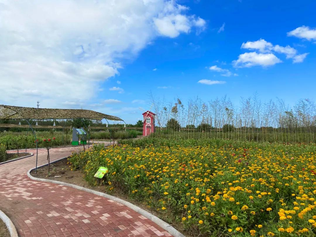 甘露花海最美打卡地点,花海风光打卡地