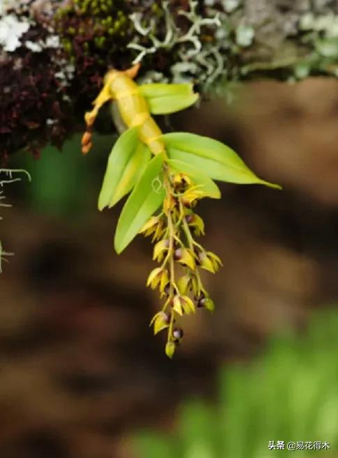 石斛分类小知识,石斛多少种哪一种比较好