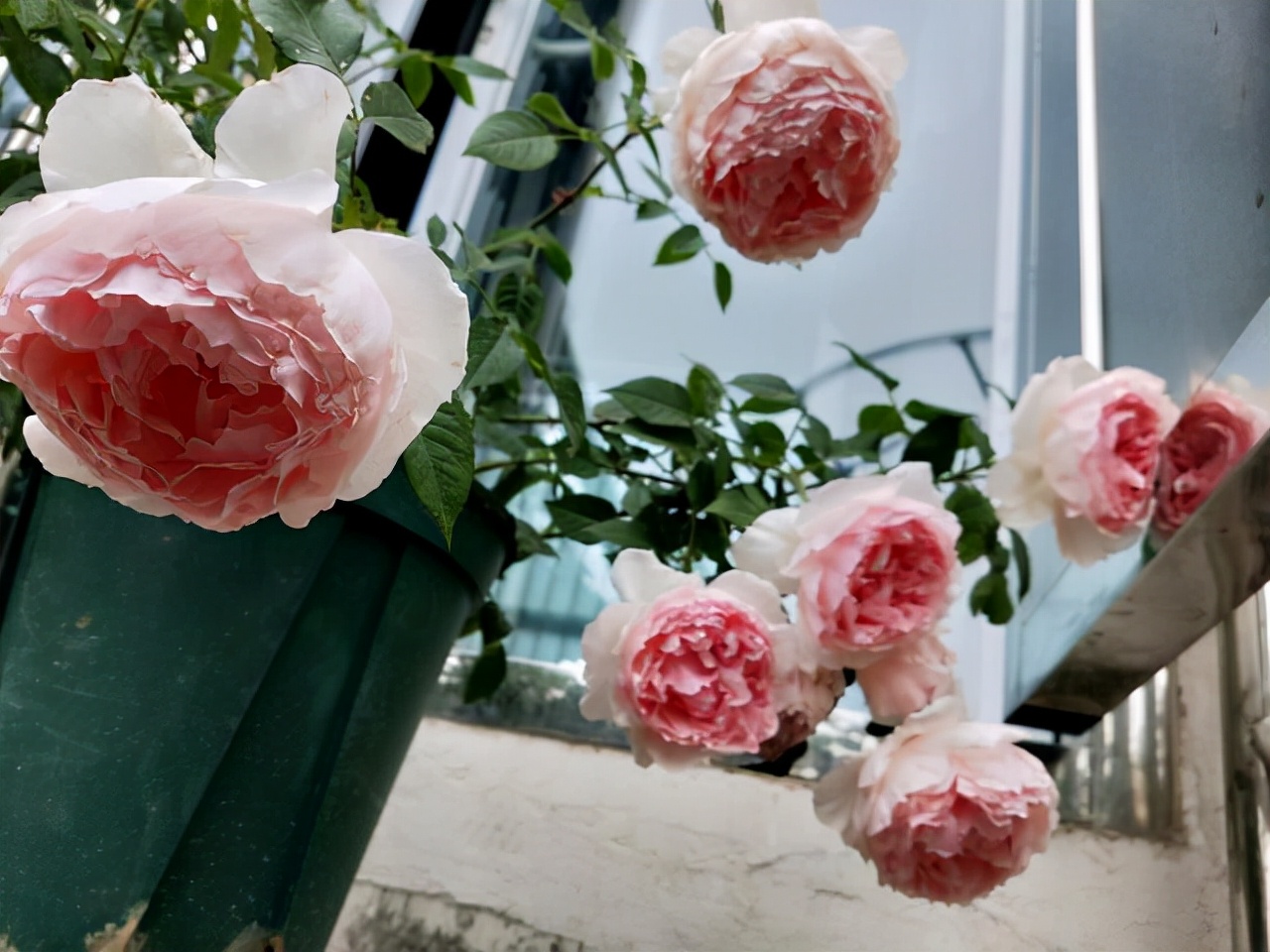 最优秀的几款藤本月季,值得入手的十大月季