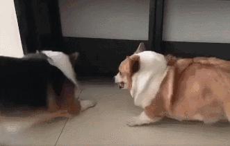 狗狗肾衰竭要注意什么事项,狗狗肾衰竭临死前的15个征兆