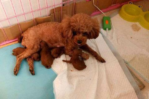 你对宠物做过的事情,你对狗狗做过的事情