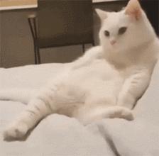 我跟中产的唯一联系，可能是养猫