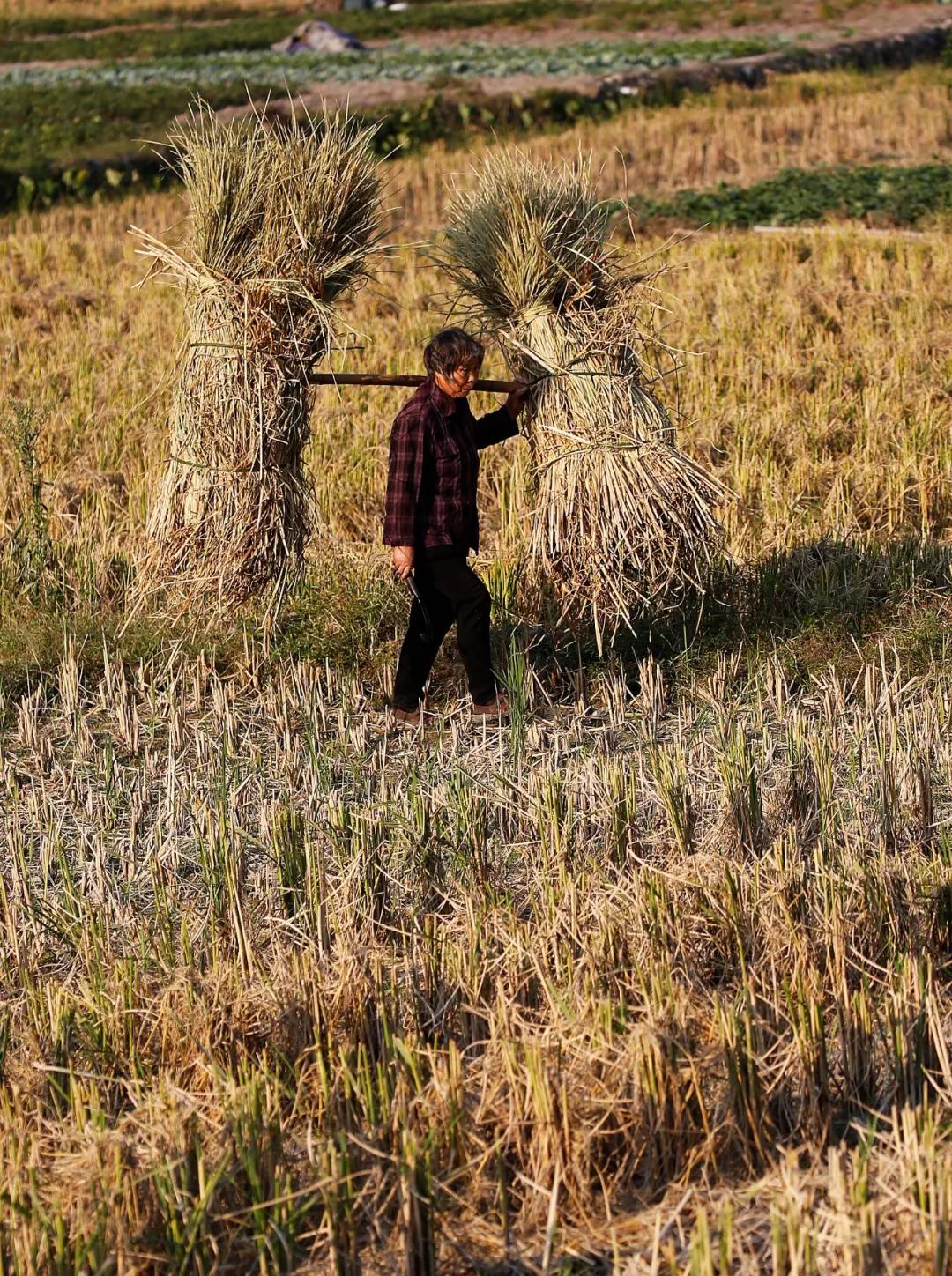 西龙溪畔的竹源榕树下