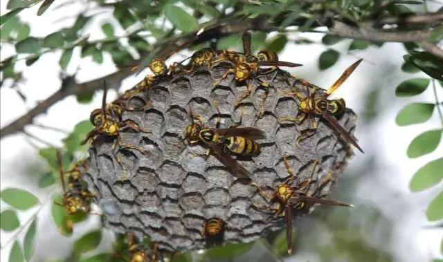 散文拆解资料包,散文朗诵儿歌