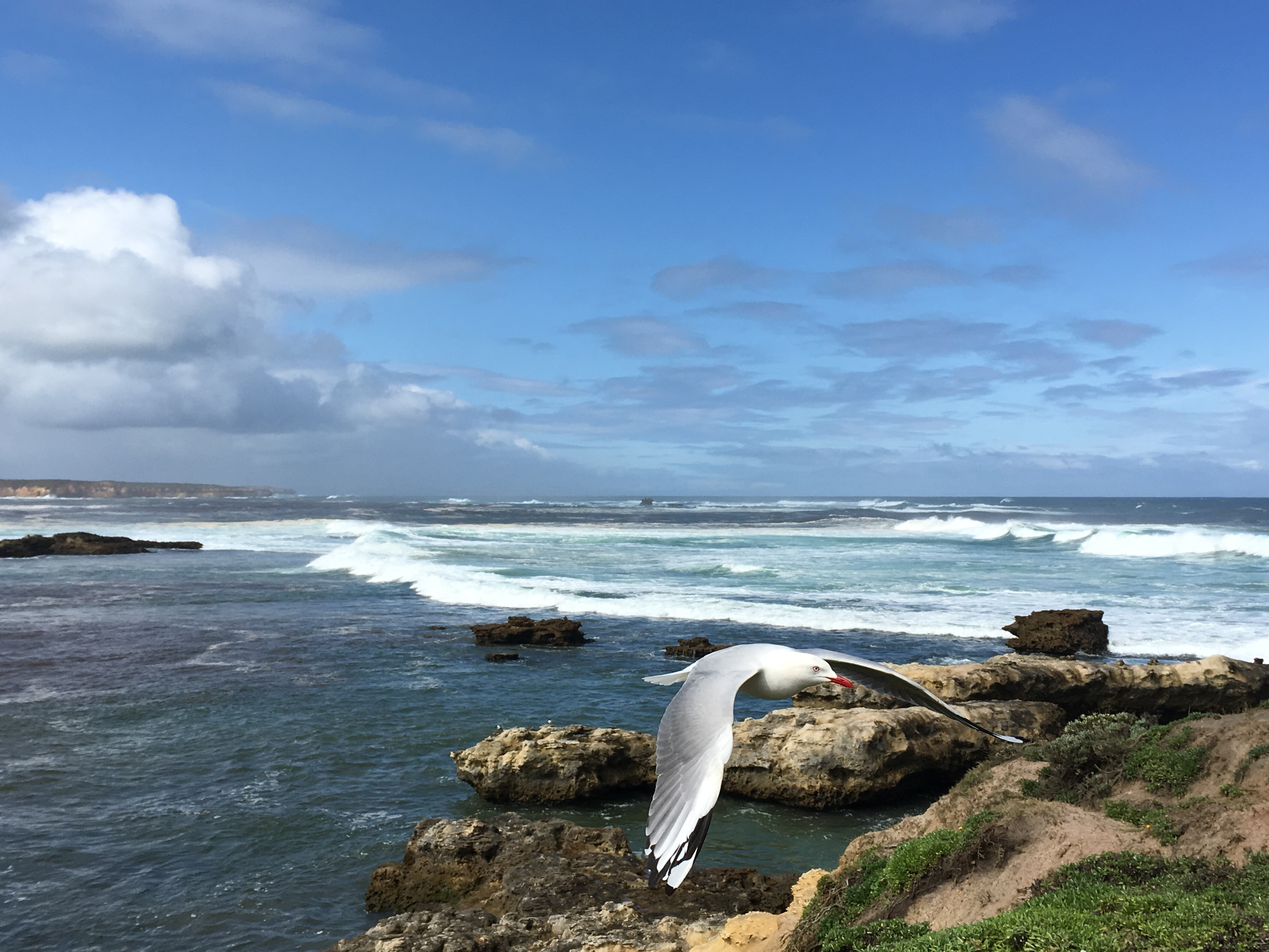 澳大利亚生蚝哪里最好,澳洲生蚝哪里最好