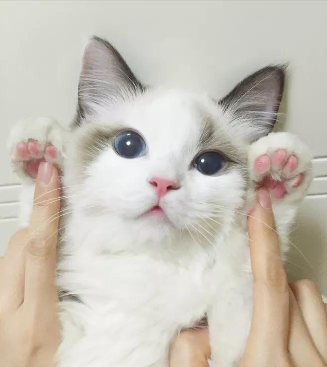 猫咪泪痕怎么彻底解决,猫咪泪痕重的原因及解决办法