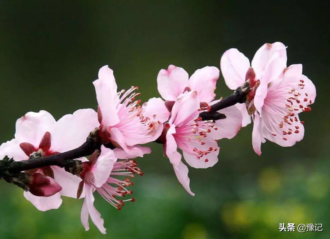 安阳哪里有桃花源景区啊,安阳哪里有桃花源景区免费