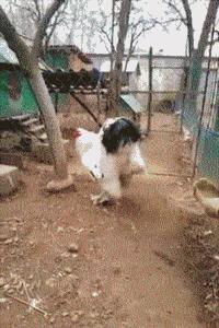 上厕所没有厕纸只能用绳子,上厕所没有卫生纸能用吗