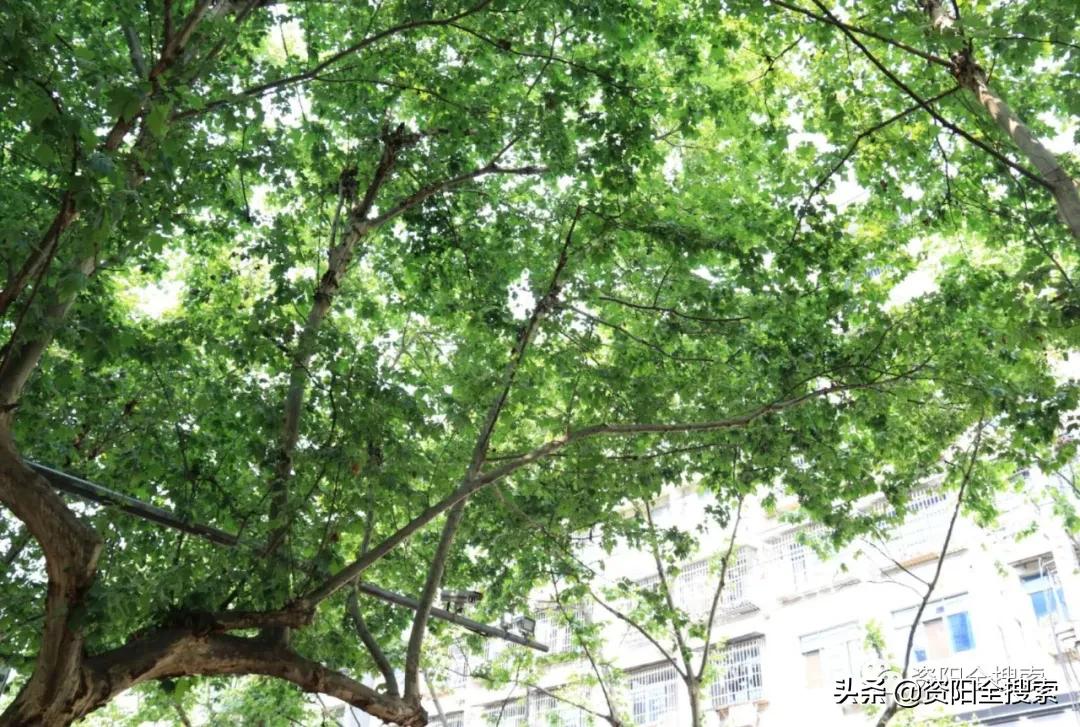 资阳和平路又到了飘“毛毛雨”的时候