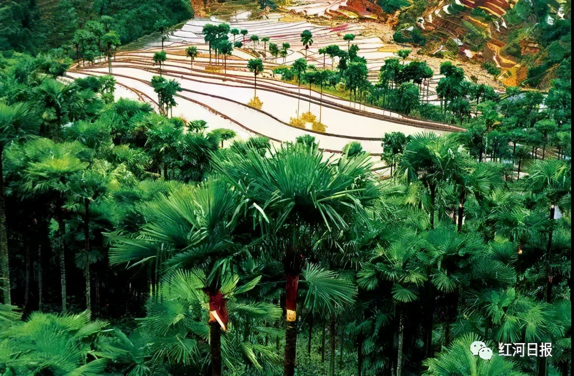 云南18个县城被评为天然氧吧,中国云南天然氧吧城市有哪几个