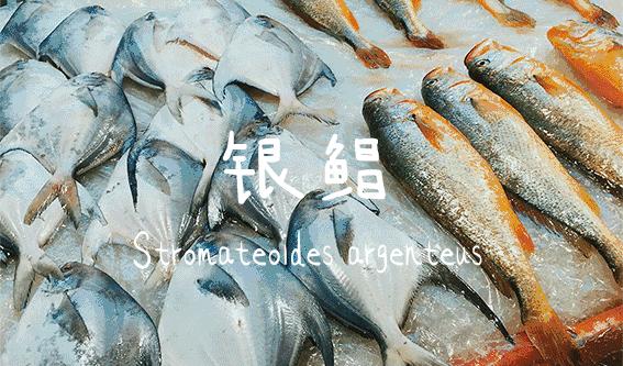 石浦渔港海鲜,石浦渔港码头海鲜