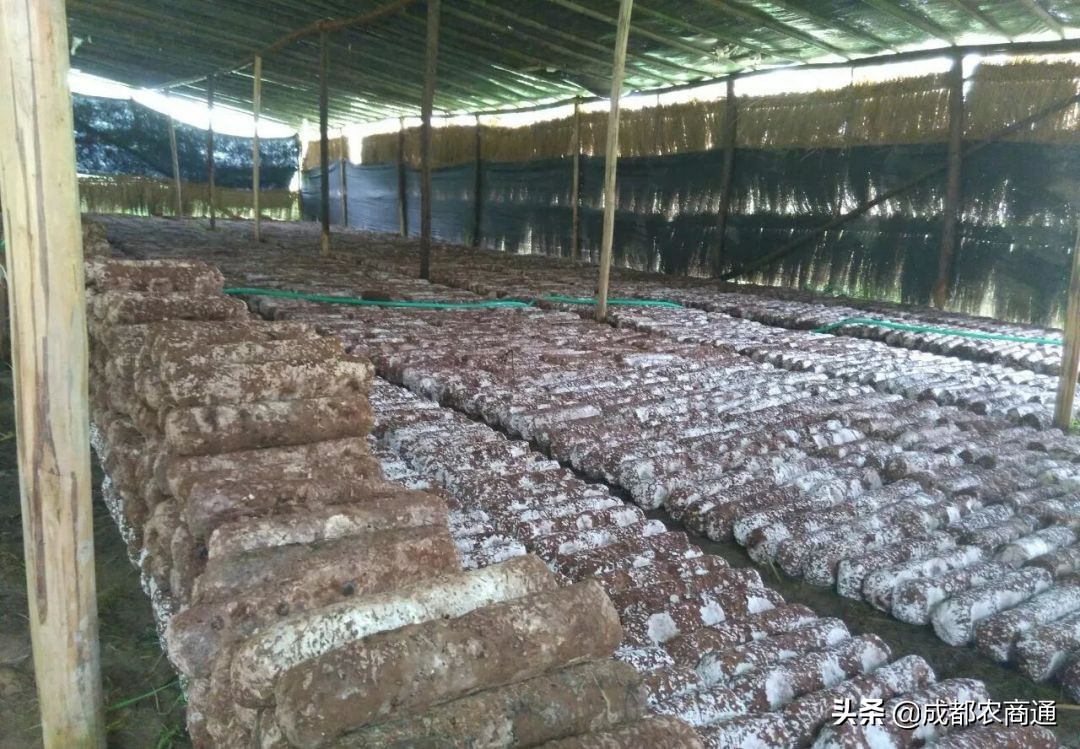 香菇种植技术培训教程,椴木香菇种植与管理