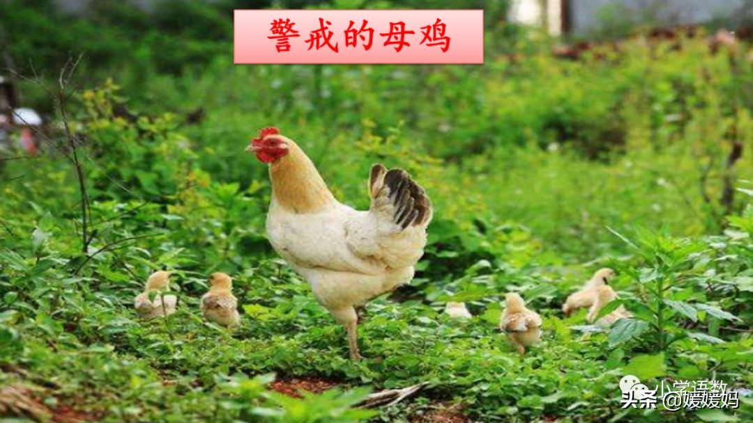 四年级下册第13课小练笔仿写母鸡,四年级下册14课母鸡的预习完整版