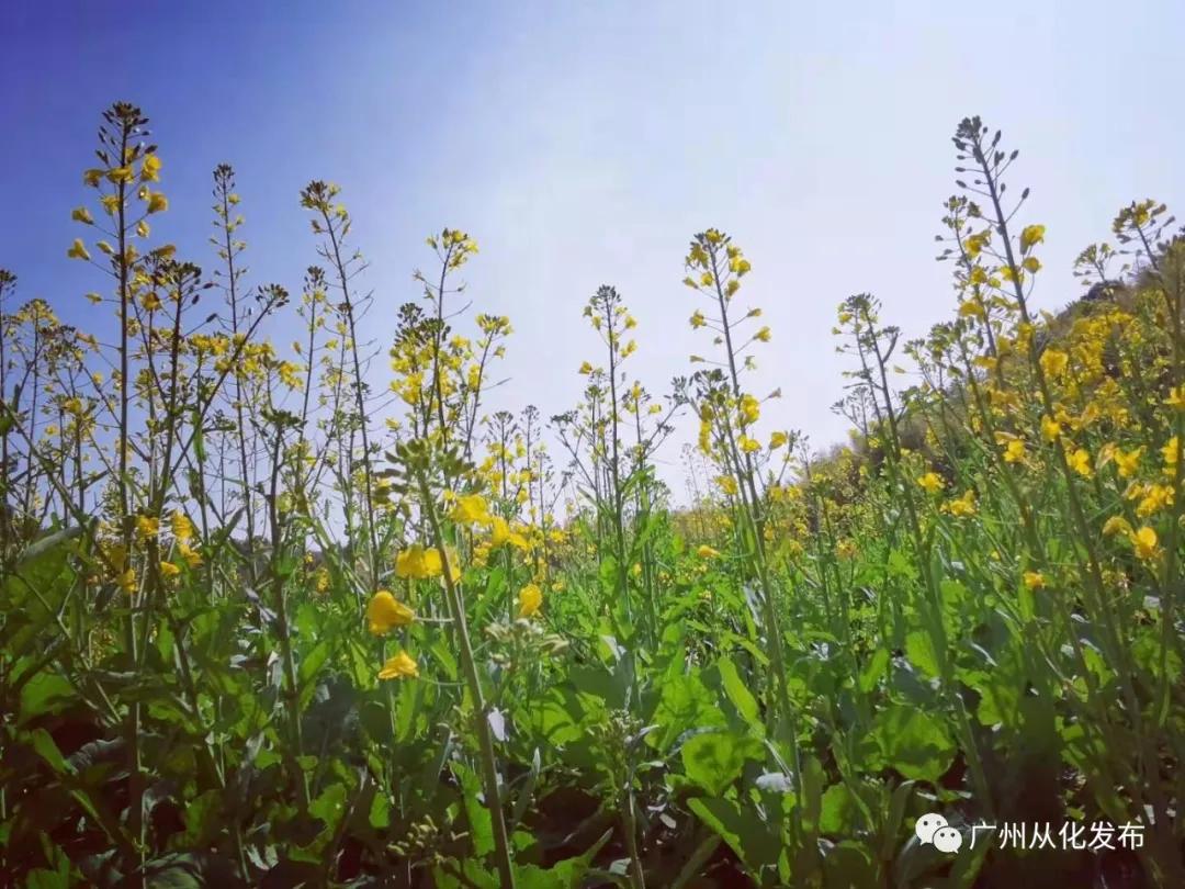 从化吕田美食攻略,从化吕田特色美食有哪些