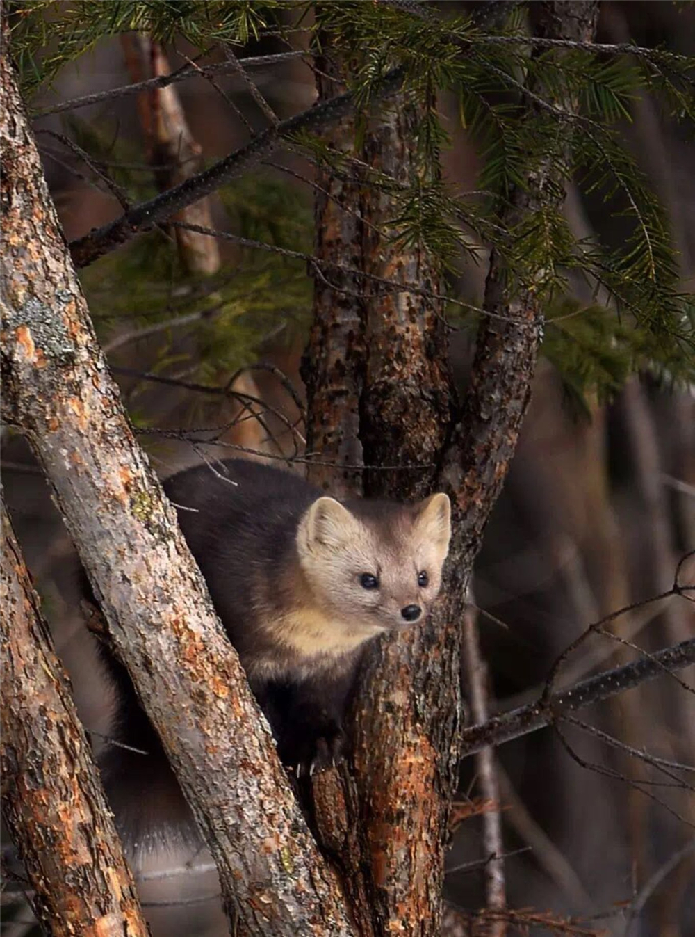 萌化延边发现珍稀紫貂,罕见紫貂现身长白山