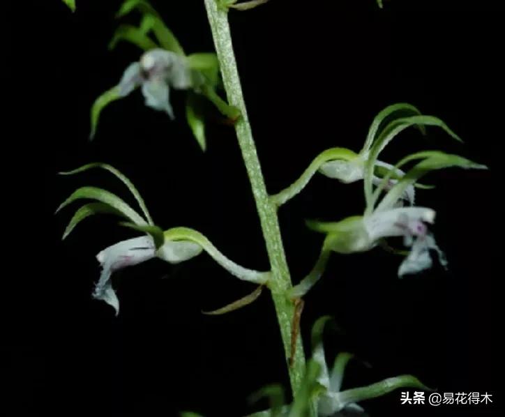 吻兰,云南稀有兰花品种图片金边蕙兰