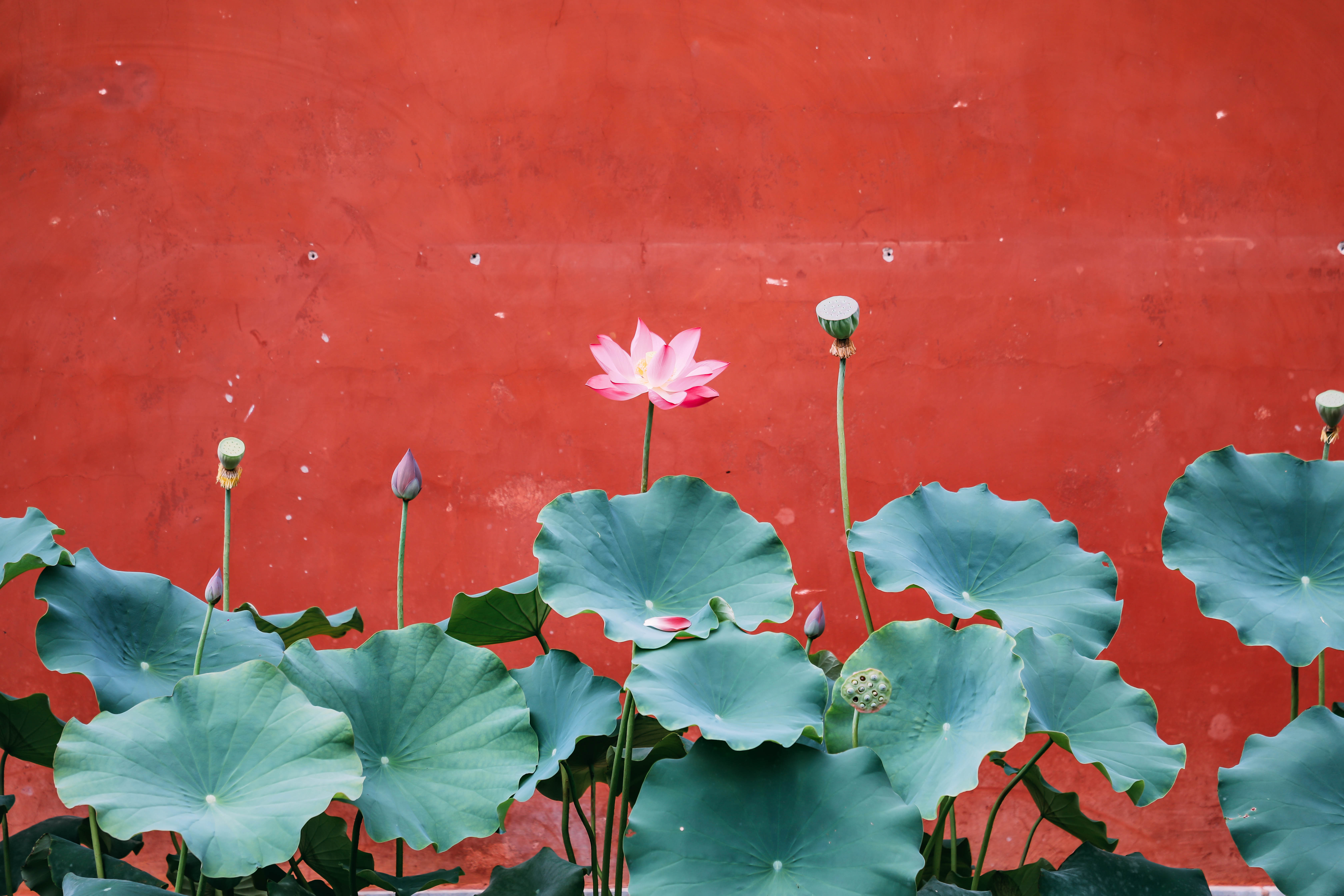 建水和院风景,建水和院酒店效果图