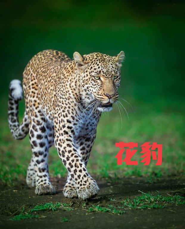 金钱豹的保护现状,金钱豹伤人吗