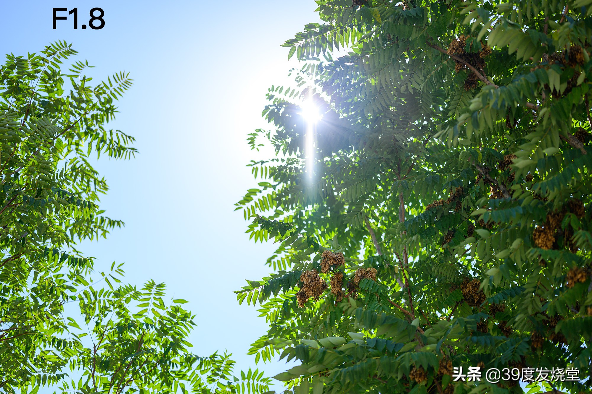 这5000元真值了！尼康Z85mmf/1.8轻量化人像镜头评测