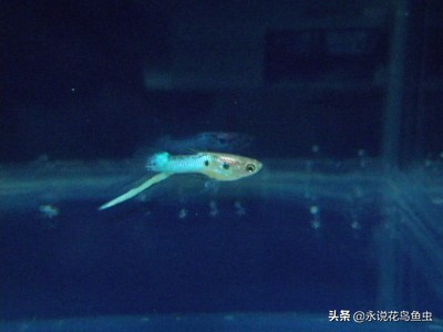 孔雀鱼尾鳍怎么超大,孔雀鱼尾鳍分类