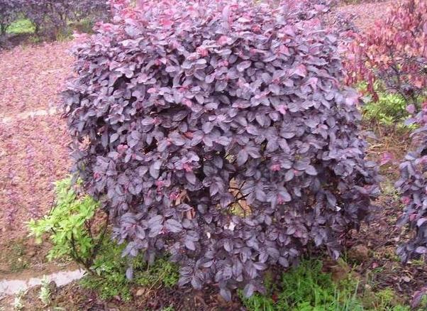 红花檵木的养护方法照片,常见与红花檵木搭配的绿色植物