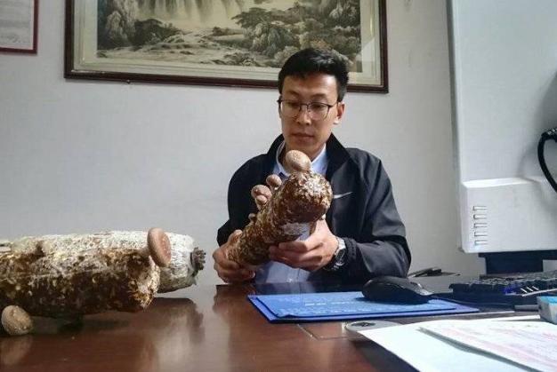 国内自动化蘑菇种植,工厂化种植蘑菇设备技术