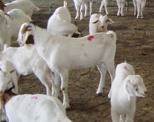 长阳土家族自治县花店,长阳土家族自治县杀人案