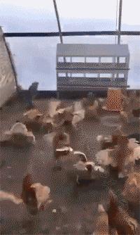 搞笑一刻网友对比美版M记大杯可乐与日本大杯可乐的容量差距